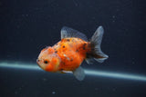 Yuan Bao Oranda  Calico 3.5 Inch (ID#0103Yb10b-78) Free2Day SHIPPING