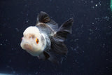 Thai Oranda  Panda 4 Inch (ID#920To1b-35) Free2Day SHIPPING Please see notes.