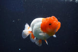 Juvenile Lionchu  Red White 3.5 Inch (ID#1022R11b-30) Free2Day SHIPPING