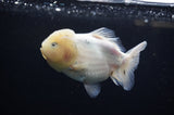 Yuan Bao Oranda  Calico 4 Inch (ID#311Yb10b-47) Free2Day SHIPPING