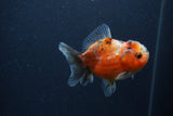 Yuan Bao Oranda  Calico 3.5 Inch (ID#0103Yb10b-78) Free2Day SHIPPING