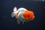 Juvenile Lionchu  Red White 3.5 Inch (ID#1022R11b-30) Free2Day SHIPPING