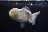 Yuan Bao Oranda  Calico 4 Inch (ID#311Yb10b-47) Free2Day SHIPPING