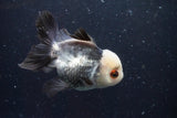 Thai Oranda  Panda 4 Inch (ID#920To1b-35) Free2Day SHIPPING Please see notes.