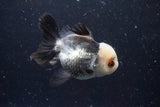 Thai Oranda  Panda 4 Inch (ID#920To1b-35) Free2Day SHIPPING Please see notes.