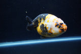 Milk Cow Ranchu  Calico 4 Inch (ID#1220R10c-79) Free2Day SHIPPING Please See Notes