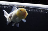 Yuan Bao Oranda  Calico 4 Inch (ID#311Yb10b-47) Free2Day SHIPPING