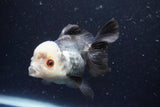 Thai Oranda  Panda 4 Inch (ID#920To1b-35) Free2Day SHIPPING Please see notes.