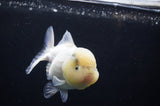 Yuan Bao Oranda  Calico 4 Inch (ID#311Yb10b-47) Free2Day SHIPPING