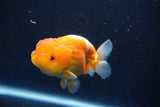 Juvenile Lionchu  Red White 3.5 Inch (ID#1022R11b-31) Free2Day SHIPPING