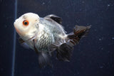 Thai Oranda  Panda 4 Inch (ID#920To1b-35) Free2Day SHIPPING Please see notes.