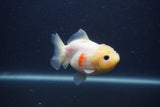 Yuan Bao Oranda  Sakura 3.5 Inch (ID#0103Yb10b-79) Free2Day SHIPPING