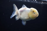 Yuan Bao Oranda  Calico 4 Inch (ID#311Yb10b-47) Free2Day SHIPPING