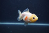 Yuan Bao Oranda  Sakura 3.5 Inch (ID#0103Yb10b-79) Free2Day SHIPPING