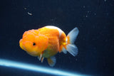 Juvenile Lionchu  Red White 3.5 Inch (ID#1022R11b-31) Free2Day SHIPPING