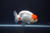 Tancho Lionchu  Red White 3.5 Inch (ID#1112R2c-74) Free2Day SHIPPING