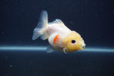 Yuan Bao Oranda  Sakura 3.5 Inch (ID#0103Yb10b-79) Free2Day SHIPPING