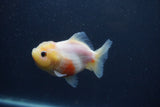 Yuan Bao Oranda  Sakura 3.5 Inch (ID#0103Yb10b-79) Free2Day SHIPPING