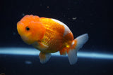 Juvenile Lionchu  Red White 3.5 Inch (ID#1022R11b-31) Free2Day SHIPPING