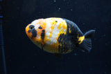 Milk Cow Ranchu  Calico 4 Inch (ID#1220R10c-79) Free2Day SHIPPING Please See Notes