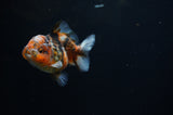 Yuan Bao Oranda  Calico 3.5 Inch (ID#311Yb10b-48) Free2Day SHIPPING