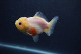 Yuan Bao Oranda  Sakura 3.5 Inch (ID#0103Yb10b-79) Free2Day SHIPPING