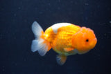 Juvenile Lionchu  Red White 3.5 Inch (ID#1022R11b-31) Free2Day SHIPPING