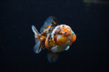 Yuan Bao Oranda  Calico 3.5 Inch (ID#311Yb10b-48) Free2Day SHIPPING