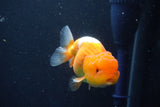 Juvenile Lionchu  Red White 3.5 Inch (ID#1022R11b-31) Free2Day SHIPPING