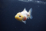 Yuan Bao Oranda  Sakura 3.5 Inch (ID#0103Yb10b-79) Free2Day SHIPPING