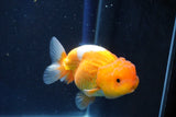 Juvenile Lionchu  Red White 3.5 Inch (ID#1022R11b-31) Free2Day SHIPPING