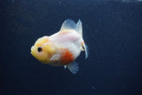 Yuan Bao Oranda  Sakura 3.5 Inch (ID#0103Yb10b-79) Free2Day SHIPPING