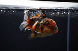 Yuan Bao Oranda  Calico 3.5 Inch (ID#311Yb10b-48) Free2Day SHIPPING