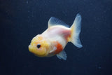 Yuan Bao Oranda  Sakura 3.5 Inch (ID#0103Yb10b-79) Free2Day SHIPPING