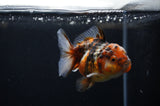 Yuan Bao Oranda  Calico 3.5 Inch (ID#311Yb10b-48) Free2Day SHIPPING