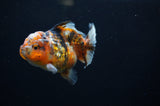 Yuan Bao Oranda  Calico 3.5 Inch (ID#311Yb10b-48) Free2Day SHIPPING