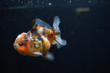 Yuan Bao Oranda  Calico 3.5 Inch (ID#311Yb10b-48) Free2Day SHIPPING