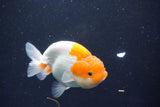 Juvenile Lionchu  Red White 3.5 Inch (ID#1022R11b-32) Free2Day SHIPPING