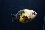 Milk Cow Ranchu  Calico 4 Inch (ID#1220R10c-79) Free2Day SHIPPING Please See Notes