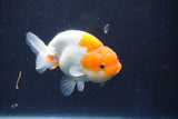 Juvenile Lionchu  Red White 3.5 Inch (ID#1022R11b-32) Free2Day SHIPPING