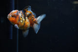 Yuan Bao Oranda  Calico 3.5 Inch (ID#311Yb10b-48) Free2Day SHIPPING