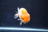 Juvenile Lionchu  Red White 3.5 Inch (ID#1022R11b-32) Free2Day SHIPPING