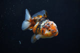 Yuan Bao Oranda  Calico 3.5 Inch (ID#311Yb10b-48) Free2Day SHIPPING