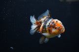 Yuan Bao Oranda  Calico 3.5 Inch (ID#311Yb10b-48) Free2Day SHIPPING