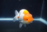 Juvenile Lionchu  Red White 3.5 Inch (ID#1022R11b-32) Free2Day SHIPPING