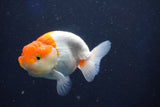 Juvenile Lionchu  Red White 3.5 Inch (ID#1022R11b-32) Free2Day SHIPPING