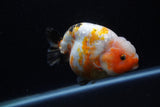 Milk Cow Ranchu  Calico 4.5 Inch (ID#1220R10c-80) Free2Day SHIPPING