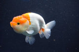 Juvenile Lionchu  Red White 3.5 Inch (ID#1022R11b-32) Free2Day SHIPPING