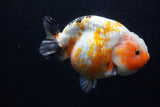 Milk Cow Ranchu  Calico 4.5 Inch (ID#1220R10c-80) Free2Day SHIPPING