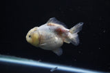 Yuan Bao Oranda  Granite 4 Inch (ID#311Yb10b-49) Free2Day SHIPPING